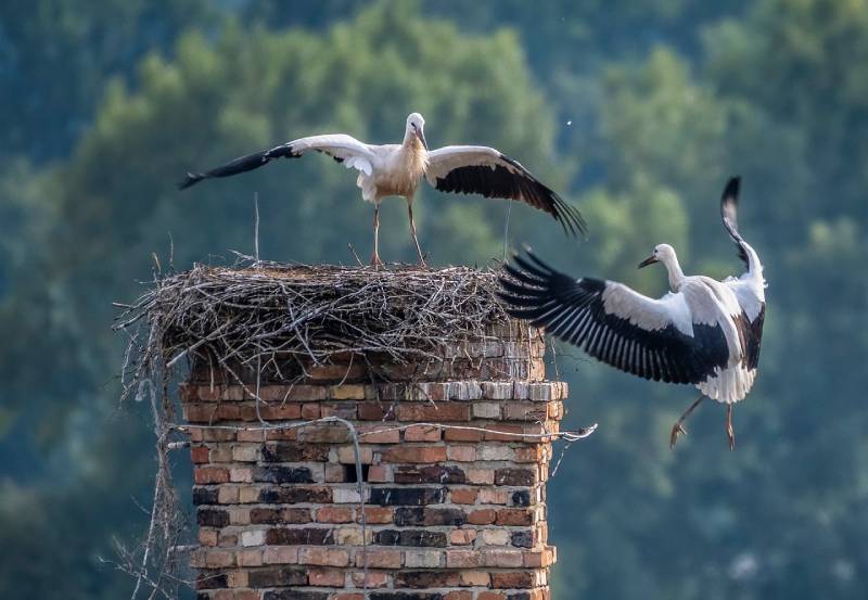 Expert Chimney Animal Removal in Lewisville, TX Professional Chimney Animal Removal Services in Lewisville, Texas