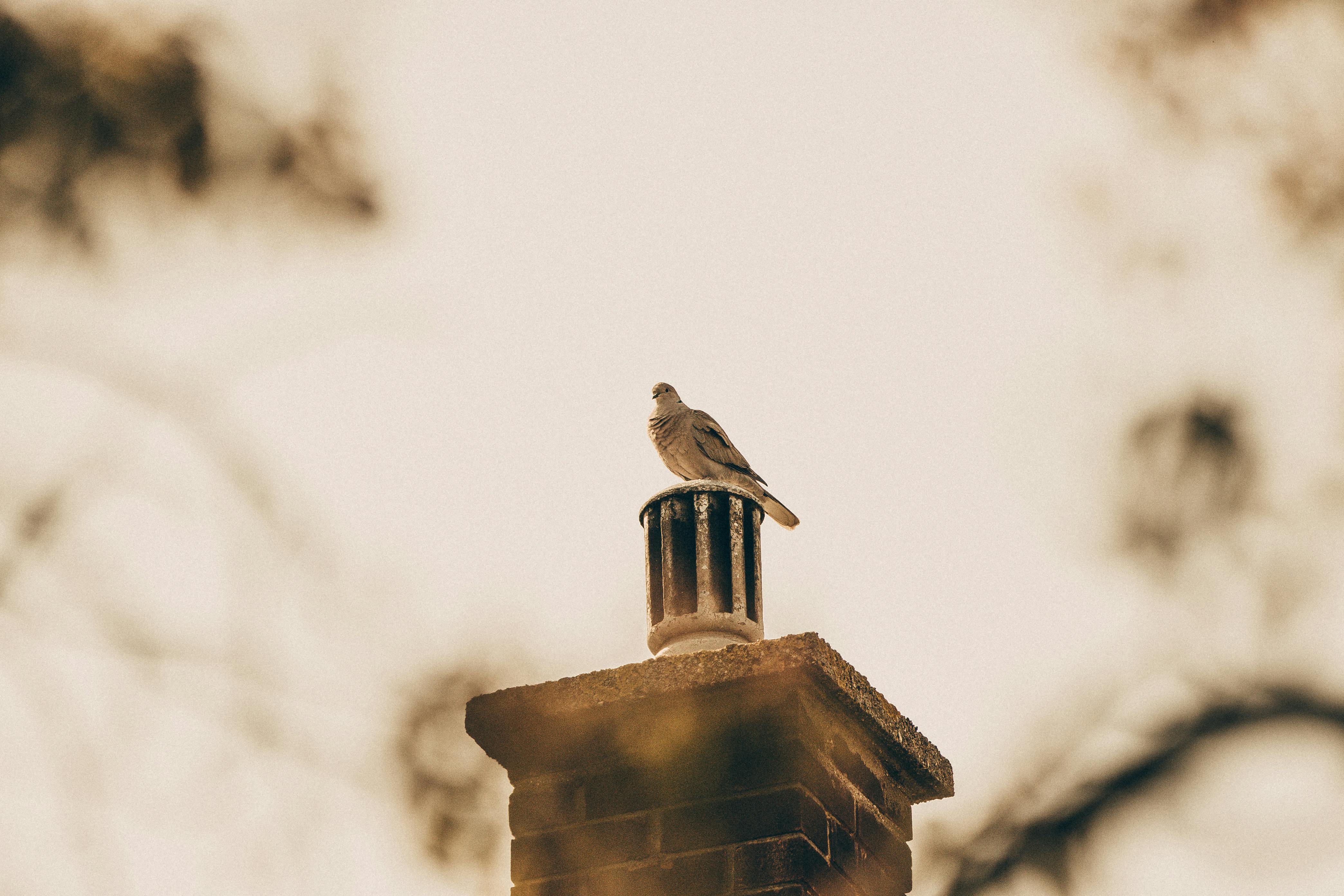 Expert Chimney Cap Installation in Lewisville, Texas
